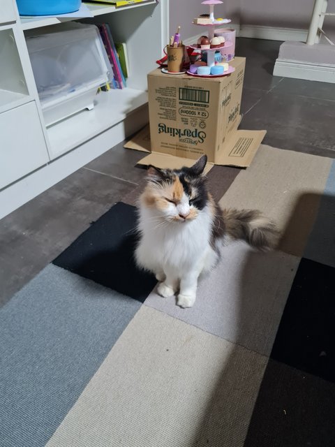 Bella - Domestic Medium Hair + Calico Cat