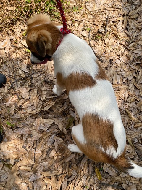 Autumn - Mixed Breed Dog