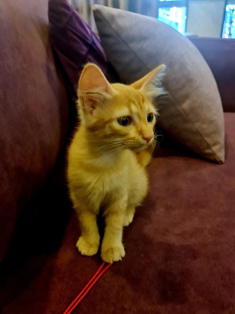 Burger Oblong - Domestic Medium Hair Cat