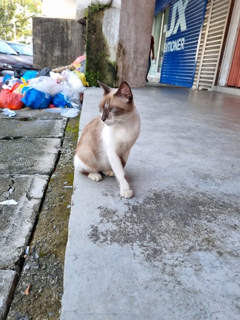 Helen - Siamese Cat