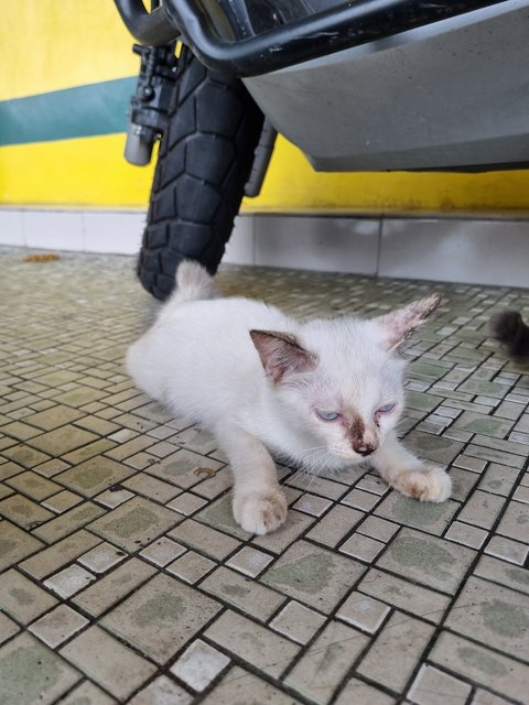 Martin - Siamese Cat