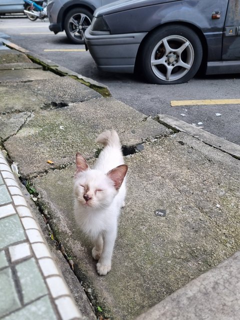 Martin - Siamese Cat