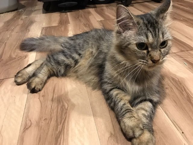 Dash - Domestic Medium Hair Cat