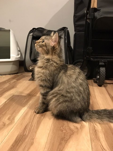 Dash - Domestic Medium Hair Cat