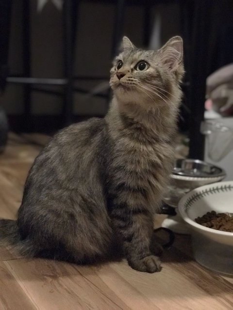 Dash - Domestic Medium Hair Cat