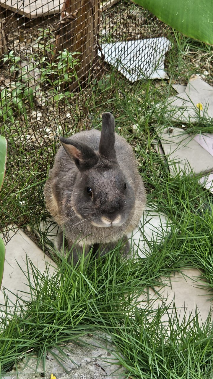 Ethua  - Dwarf Rabbit