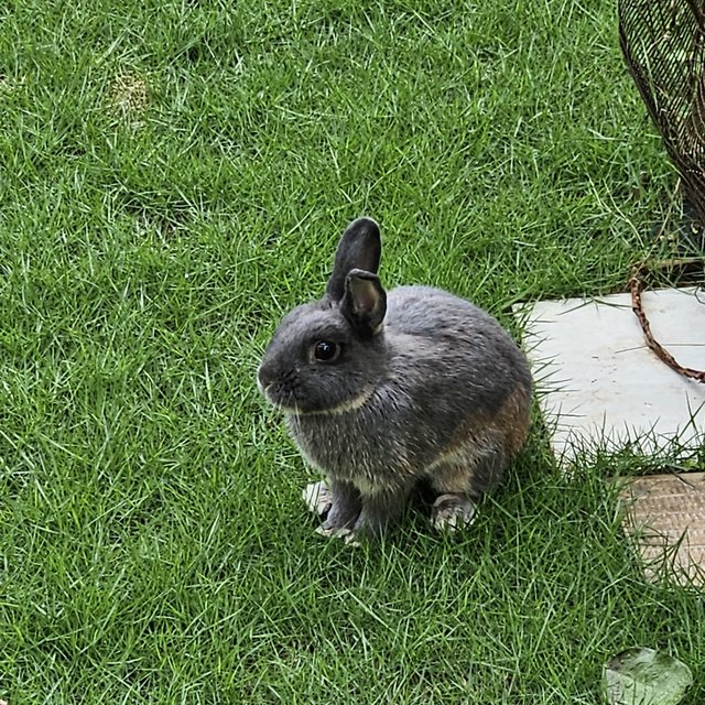 Ethua  - Dwarf Rabbit