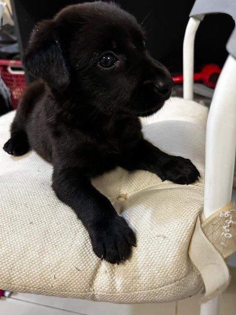 Labrador  Retriever  Mixed  - Labrador Retriever Dog