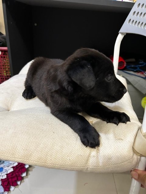 Labrador  Retriever  Mixed  - Labrador Retriever Dog