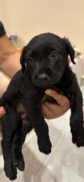 Labrador  Retriever  Mixed  - Labrador Retriever Dog