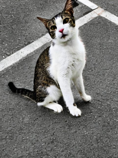 Lucky - Domestic Short Hair Cat