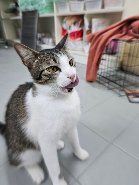 Lucky - Domestic Short Hair Cat