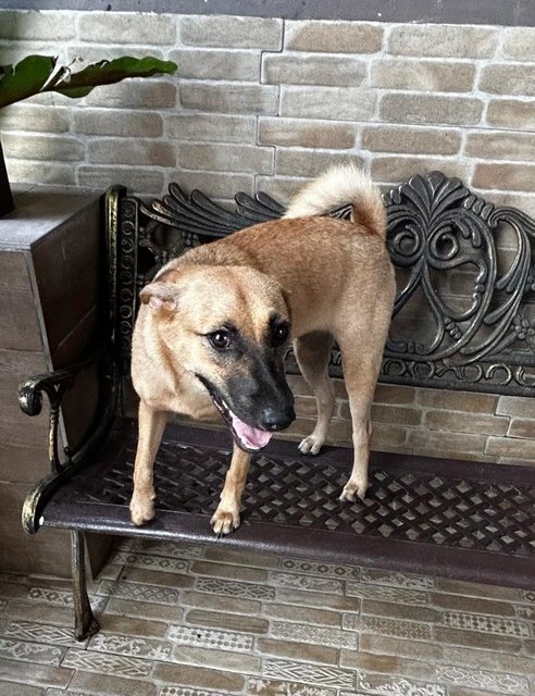 Mia Terrier  Mixed - Black Mouth Cur + Jack Russell Terrier Dog