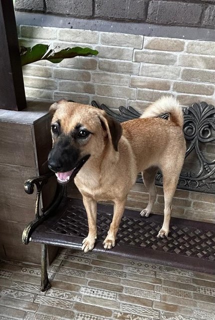 Mia Terrier  Mixed - Black Mouth Cur + Jack Russell Terrier Dog