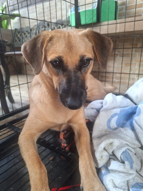 Mia Terrier  Mixed - Black Mouth Cur + Jack Russell Terrier Dog