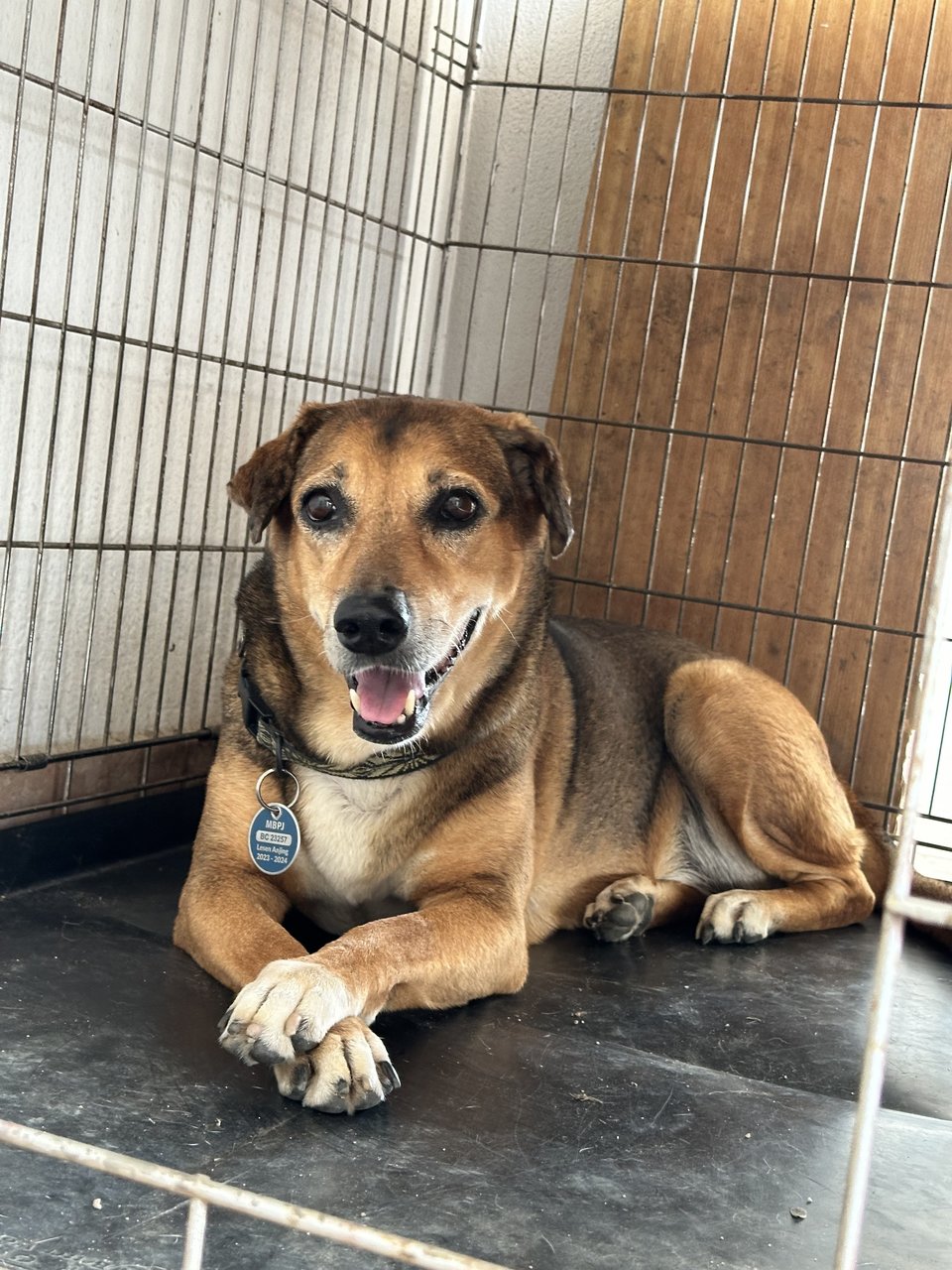 Brownie - Mixed Breed Dog