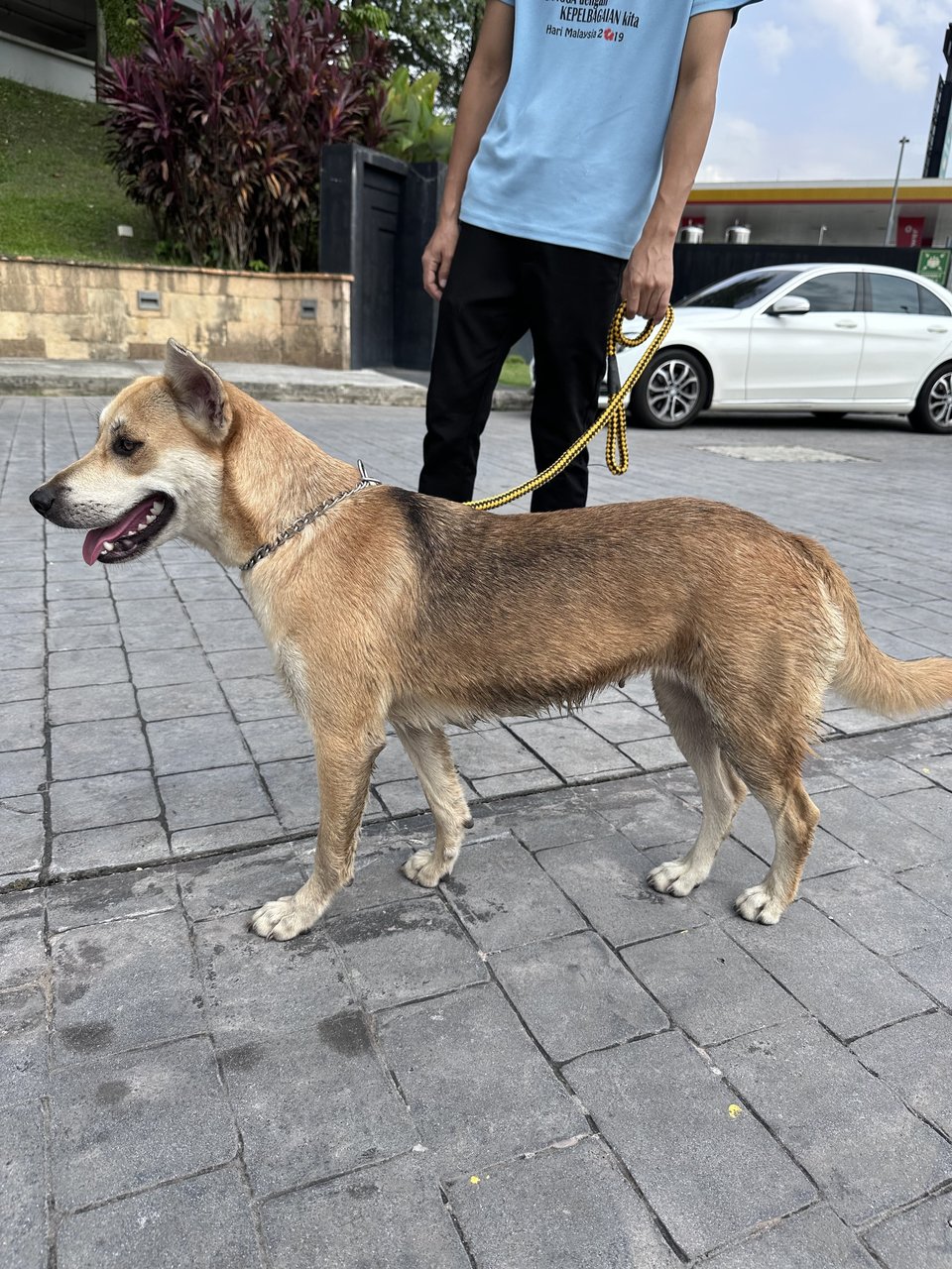 Daisy - Carolina Dog Dog