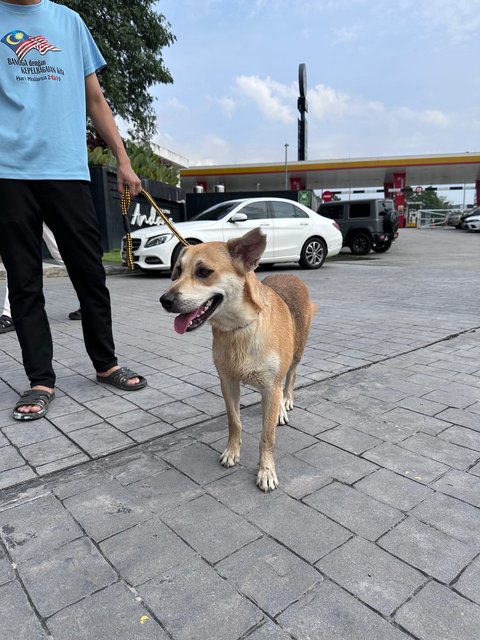 Daisy - Carolina Dog Dog