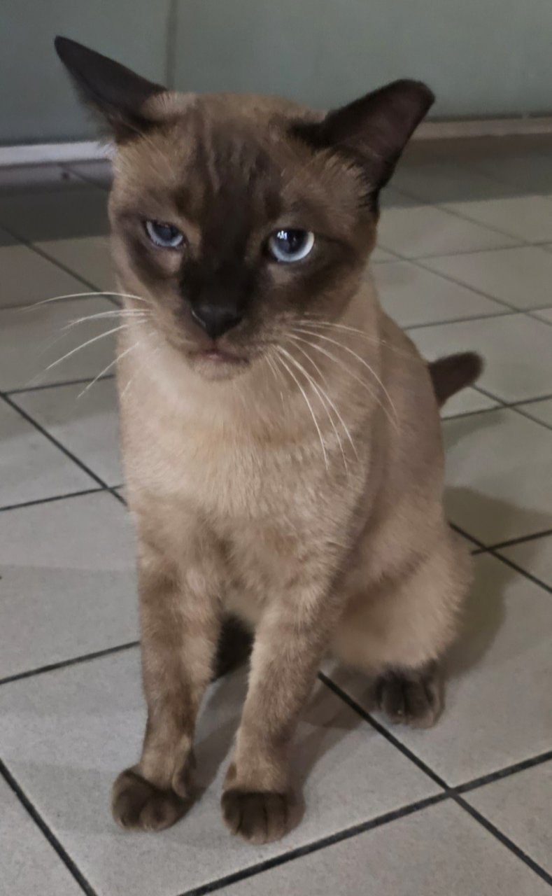 PF137194 - Burmese + Siamese Cat