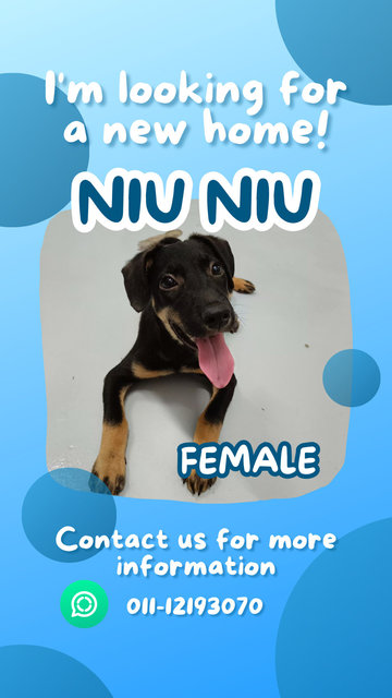 Niu Niu - Mixed Breed Dog