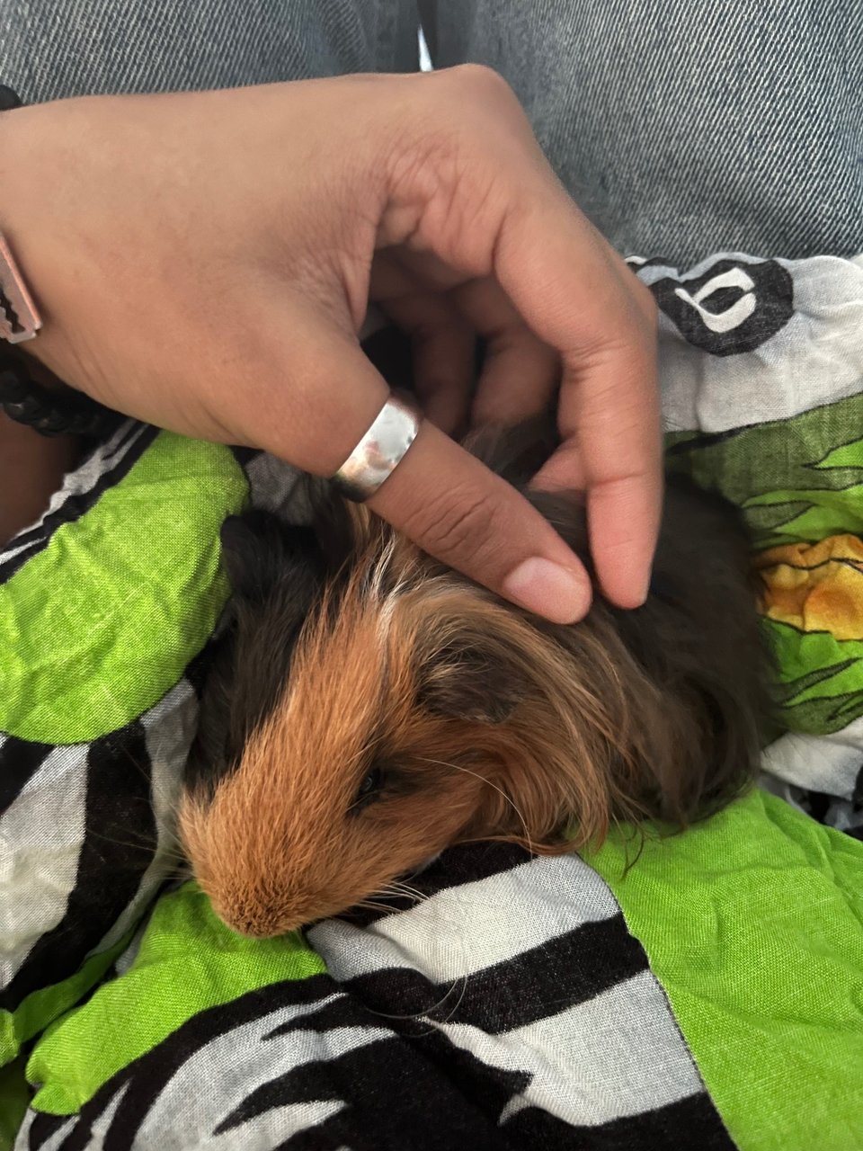 Julio And Pablo - Guinea Pig Small & Furry