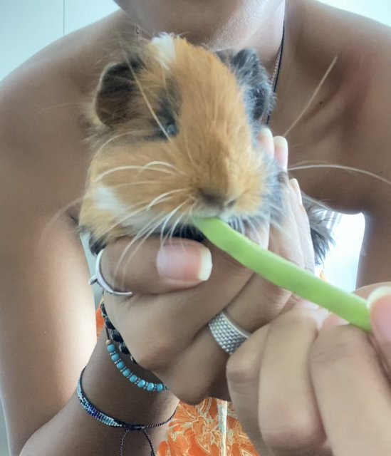 Julio And Pablo - Guinea Pig Small & Furry