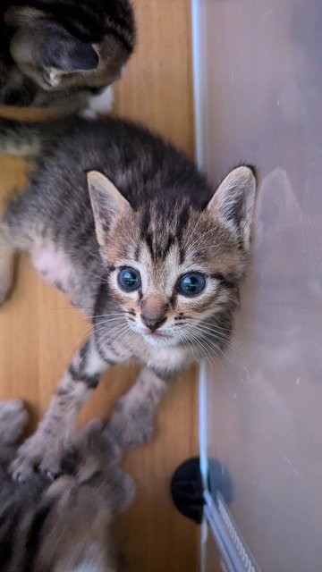 Josie &amp; Kids - Tabby Cat