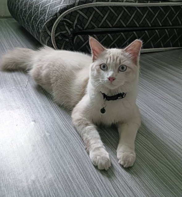 Puteh - Domestic Medium Hair Cat