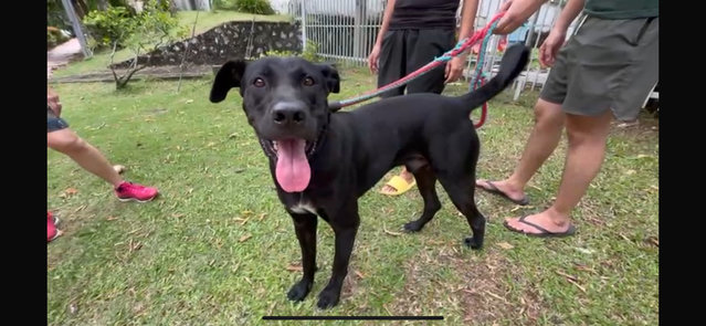 Louis - Labrador Retriever Mix Dog