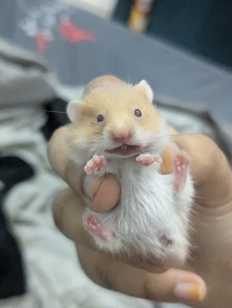 Syrian Baby - Syrian / Golden Hamster Hamster