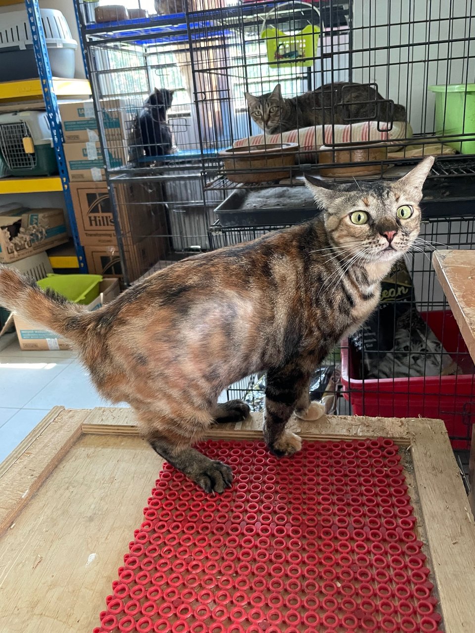 Flora - Domestic Short Hair + Bengal Cat