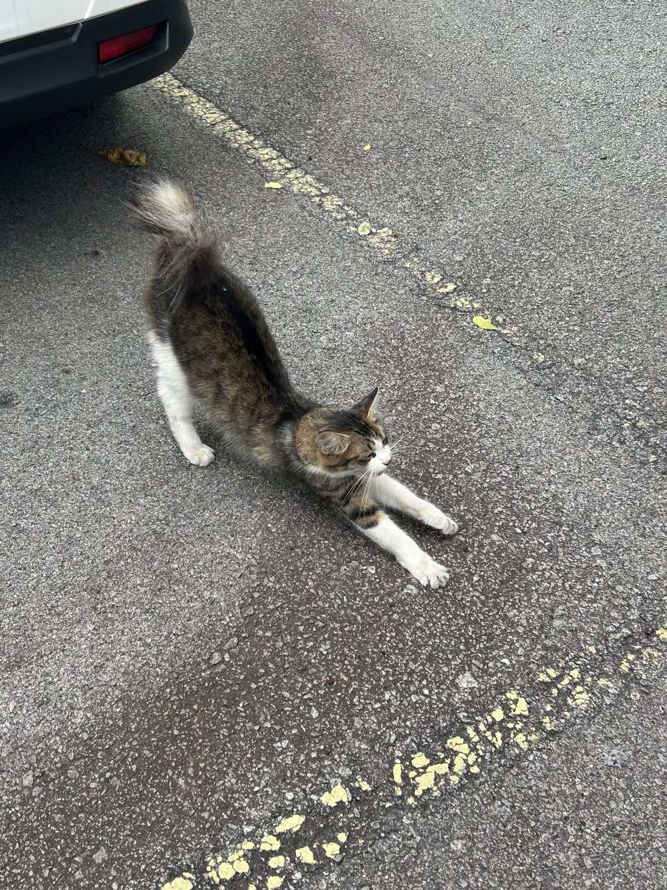 Curly Tail - Domestic Short Hair Cat