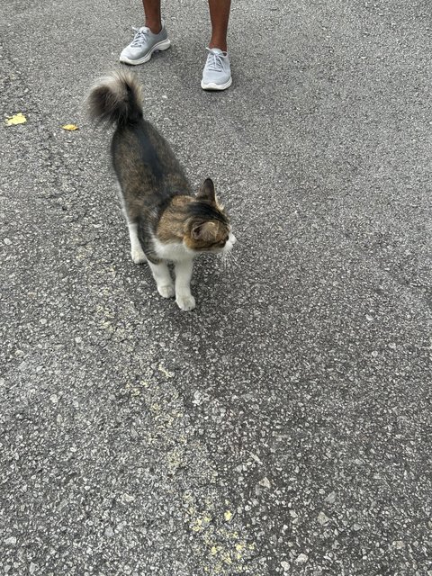 Curly Tail - Domestic Short Hair Cat