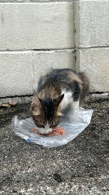 Curly Tail - Domestic Short Hair Cat