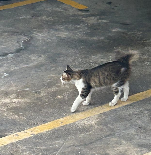 Curly Tail - Domestic Short Hair Cat