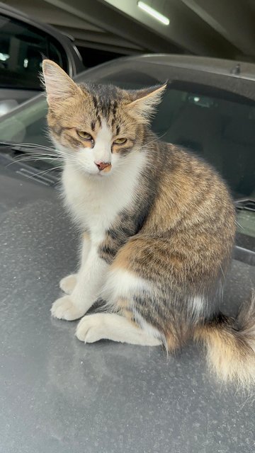 Curly Tail - Domestic Short Hair Cat