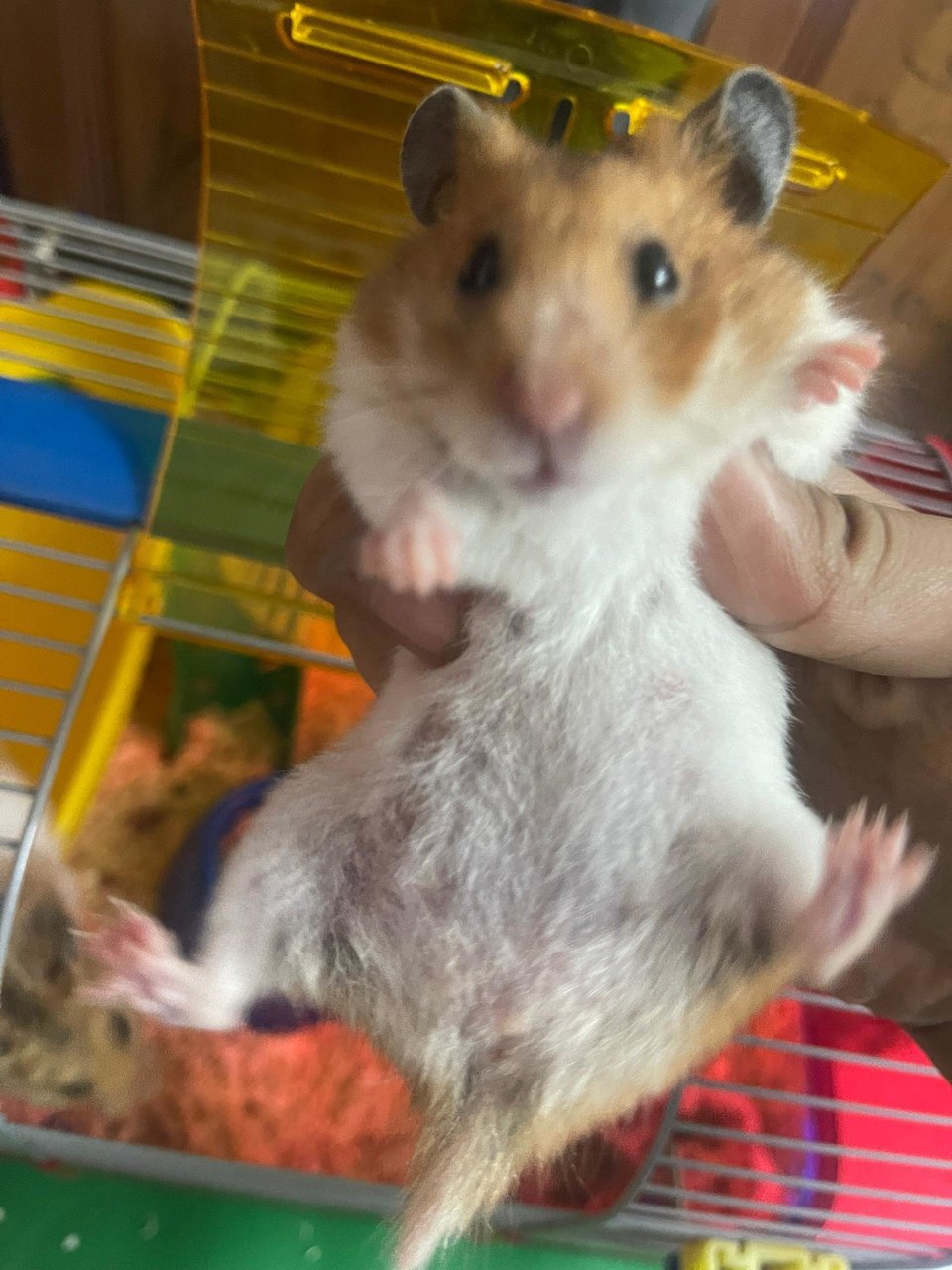 Clown - Syrian / Golden Hamster Hamster