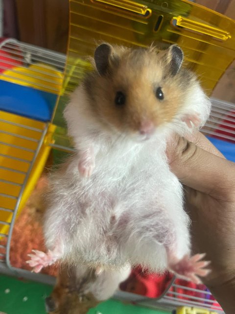 Clown - Syrian / Golden Hamster Hamster