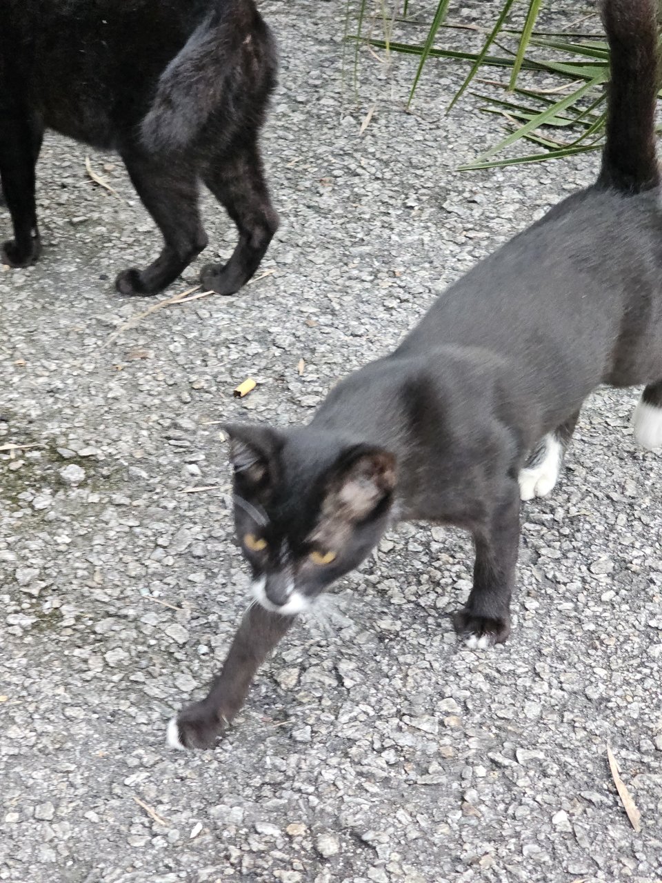 Pedro, Nero, Patches And Simba - Domestic Short Hair Cat