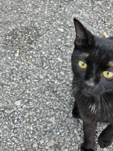 Pedro, Nero, Patches And Simba - Domestic Short Hair Cat