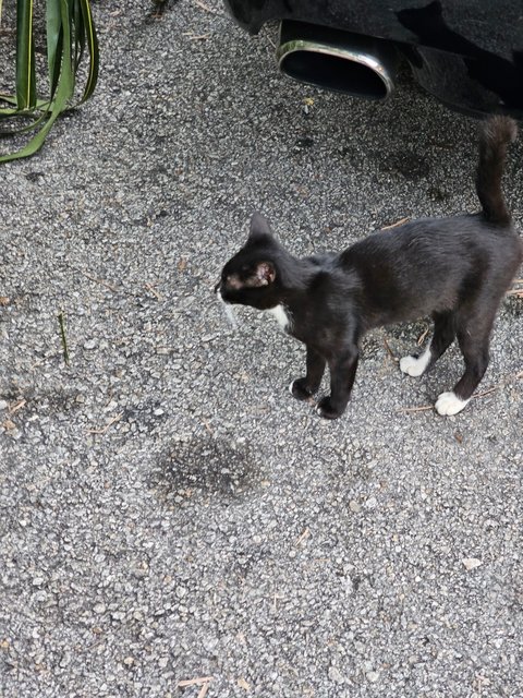 Pedro, Nero, Patches And Simba - Domestic Short Hair Cat