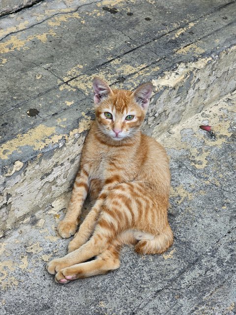 Pedro, Nero, Patches And Simba - Domestic Short Hair Cat