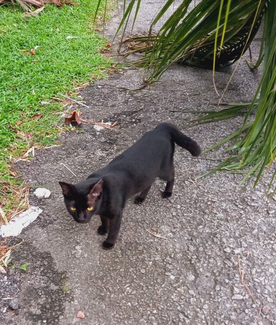 Pedro, Nero, Patches And Simba - Domestic Short Hair Cat