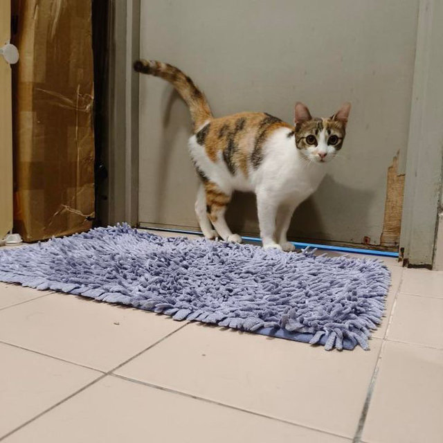 Victoria: Sweet Princess Kitty - Calico Cat