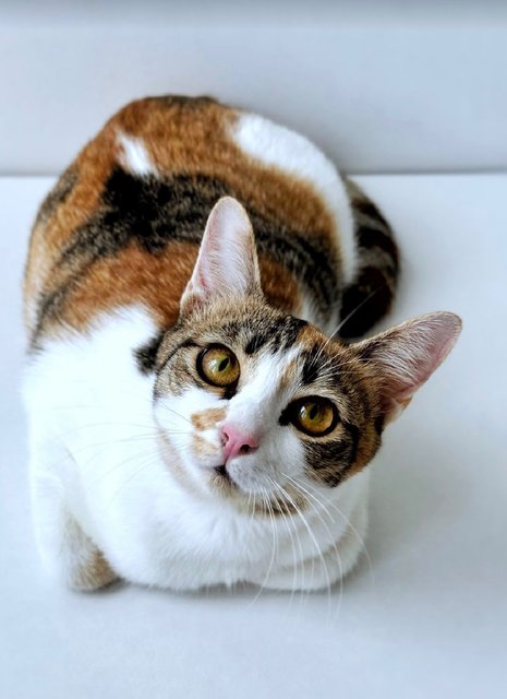 Victoria: Sweet Princess Kitty - Calico Cat