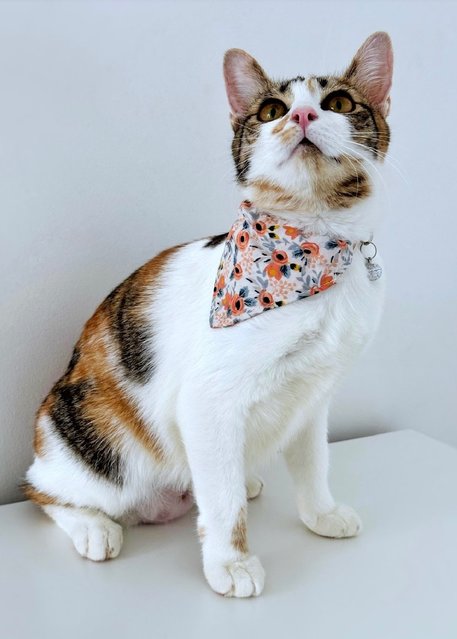 Victoria: Sweet Princess Kitty - Calico Cat