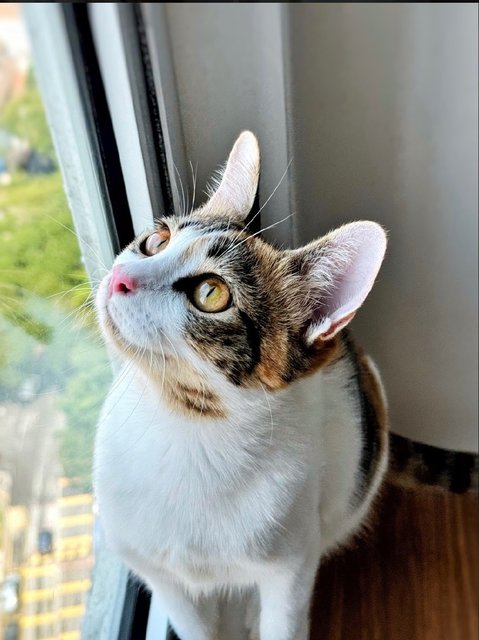 Victoria: Sweet Princess Kitty - Calico Cat