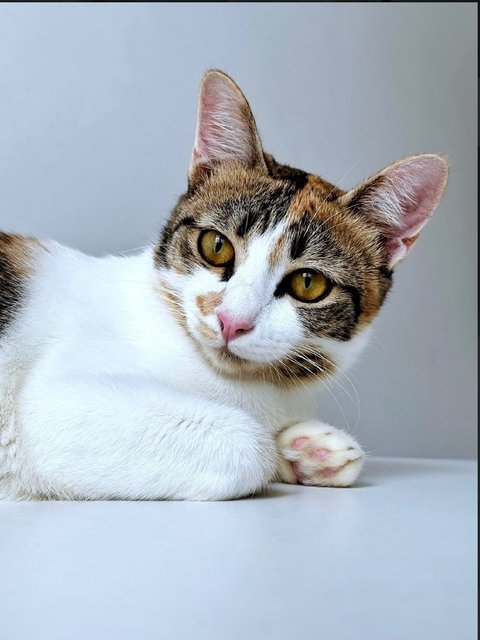 Victoria: Sweet Princess Kitty - Calico Cat