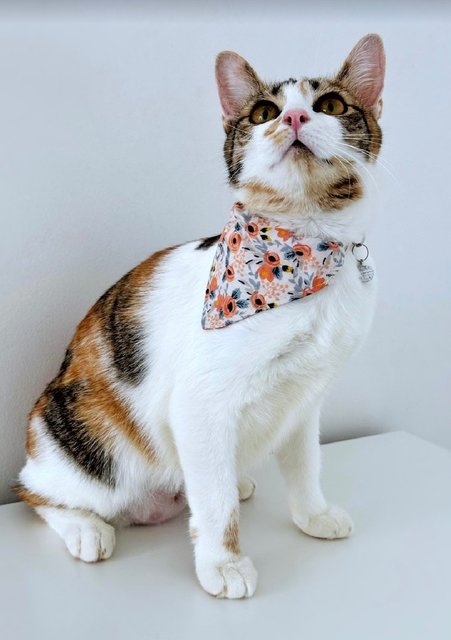 Victoria: Sweet Princess Kitty - Calico Cat