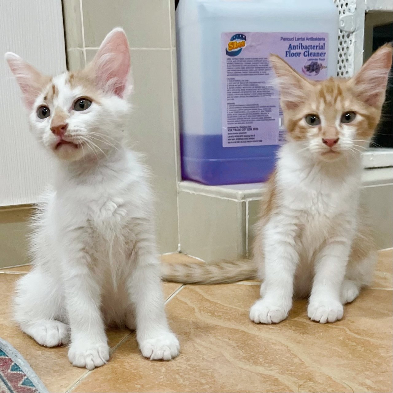 2 Months Old Kittens - Domestic Medium Hair Cat